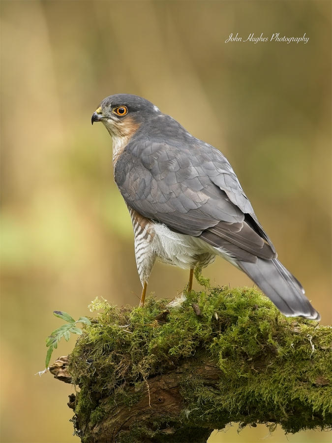 Sparrow hawk